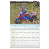 Calendrier Souris - George la souris dans une pile de billes (Feb 2027)