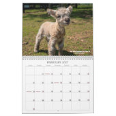 Calendrier Southdown des moutons 2019 NABSSAR de (Feb 2027)