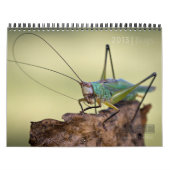 CALENDRIER "SPÉCIAL" DE 2013 INSECTES PAR DES (Protection)