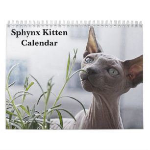 Calendrier Sphynx Kitten 2026