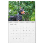 Calendrier Strictly Dobermans Calendar 2026 (Mar 2027)