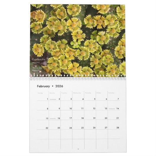 Calendrier Succulents de Debra Lee Baldwin-2 12 mois (Feb 2026)