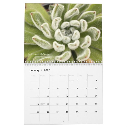 Calendrier Succulents par Debra Lee Baldwin #4 (Jan 2026)