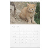 Calendrier Superbes chats orange 2023 (Mar 2027)