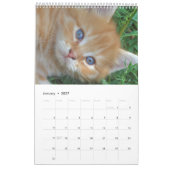 Calendrier Superbes chats orange 2023 (Jan 2027)