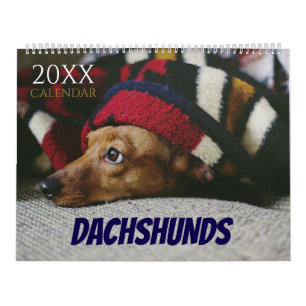 Calendrier Teckel Chien 2027 Photo