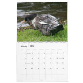 CALENDRIER THE BLACK-HOODED DUCK 2026 CALENDAR (Feb 2026)