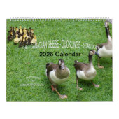 CALENDRIER THE *CANADIAN GEESE* - *DUCKLINGS* STANDOFF 2026 (Protection)