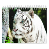 Calendrier Tigre (Protection)