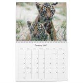Calendrier Tigre CUB (Jan 2027)