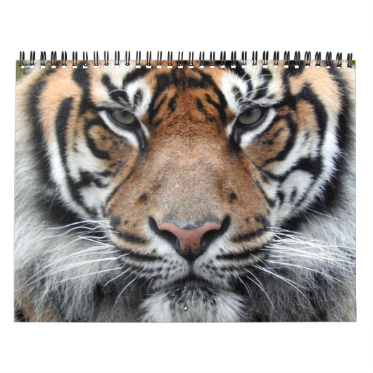 Calendrier Tigre de Sumatran (Protection)