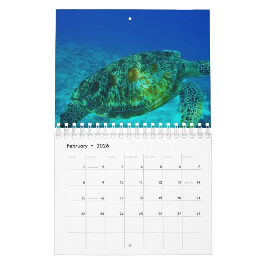 Calendrier Tortue de mer (Feb 2026)
