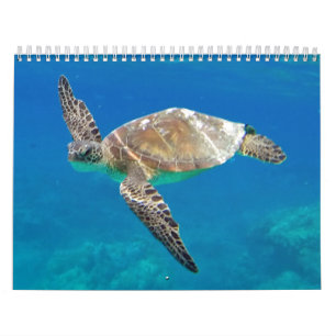 Calendrier Tortues d'Hawaï