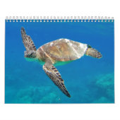 Calendrier Tortues d'Hawaï (Protection)