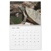 Calendrier Tortues peintes 2026 (Mar 2026)