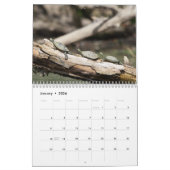 Calendrier Tortues peintes 2026 (Jan 2026)