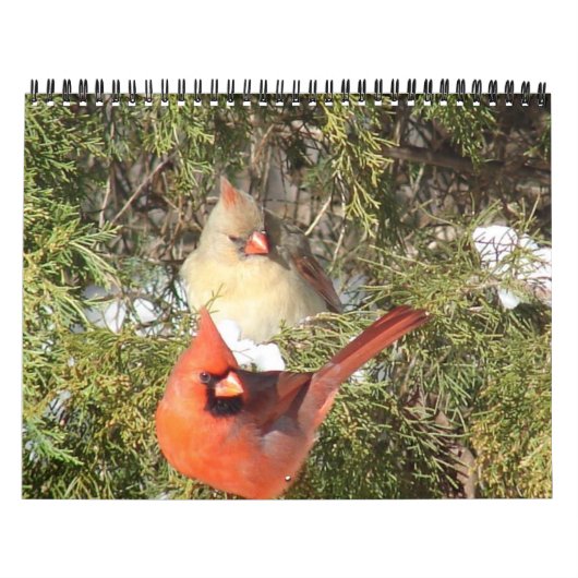 Calendrier Tous les cardinaux (Protection)