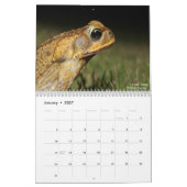 Calendrier Twelve Months of Toads: 2022 Calendar (Jan 2027)