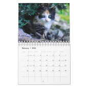 Calendrier Un An De Mignonne Kitten Photographie (Feb 2026)