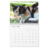 Calendrier Un An De Mignonne Kitten Photographie (Jan 2026)