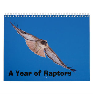 Calendrier Une année de Raptors