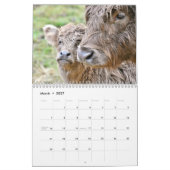 Calendrier Vaches des Highlands 2027 (Mar 2027)