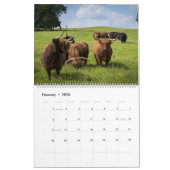 Calendrier Vaches Highland - 12 mois de bovins Highland - (Feb 2026)
