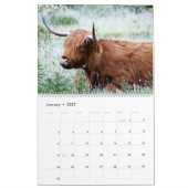 Calendrier Vaches Highland - 12 mois de bovins Highland - (Jan 2027)