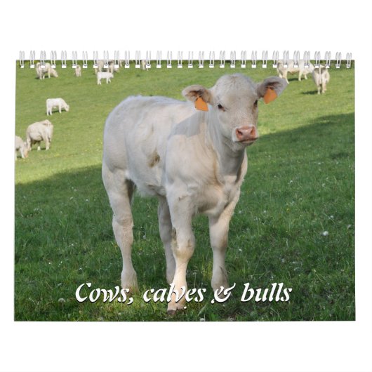 Calendrier Vaches, veaux et taureaux 2016 (Protection)