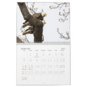CALENDRIER VIE DE BALD EAGLE (Feb 2027)