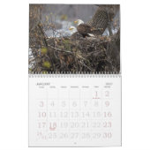 CALENDRIER VIE DE BALD EAGLE (Jan 2027)