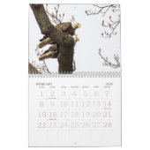 CALENDRIER VIE DE BALD EAGLE (Feb 2026)