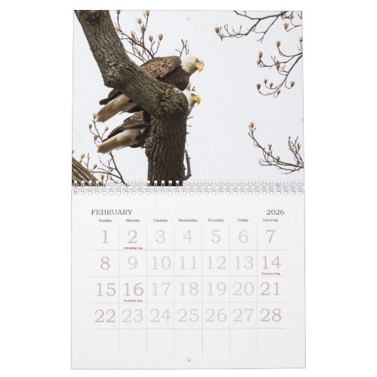 CALENDRIER VIE DE BALD EAGLE (Feb 2026)