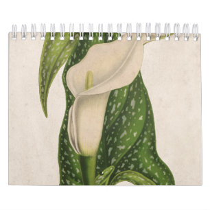 Calendrier Vintage Fleur Calla Lily Green Feuilles Closeuse