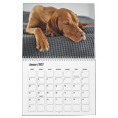 Calendrier Vizsla (Jan 2027)