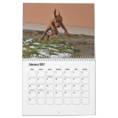 Calendrier Vizsla Calendar (Feb 2027)