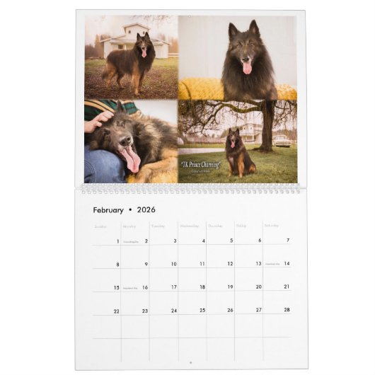 Calendrier Vrai Chevalier Belge Tervuren chien/chiot Calendri (Feb 2026)