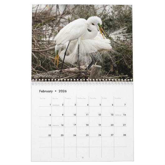 Calendrier Wading Birds of the USA - Photo originale (Feb 2026)