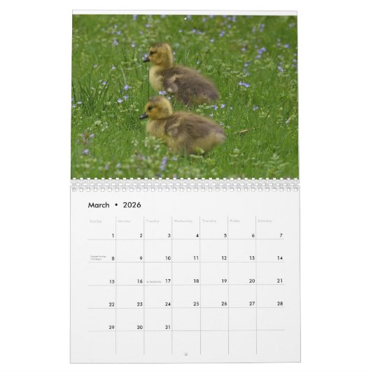 Calendrier Waterbirds 4 (Mar 2026)