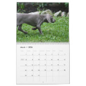 Calendrier Weimaraner (Mar 2026)
