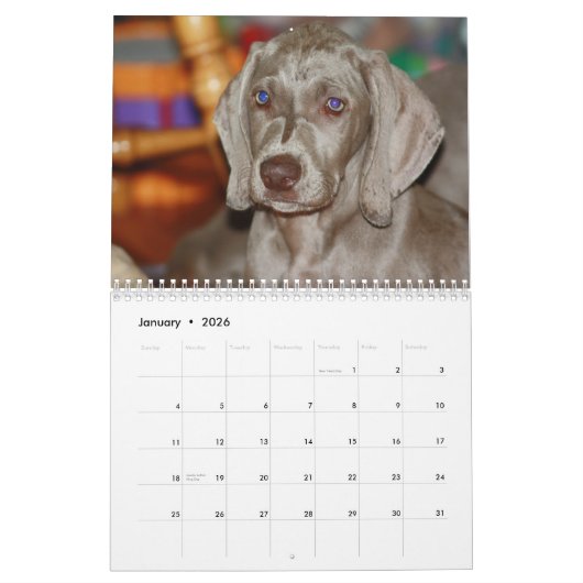 Calendrier Weimaraner (Jan 2026)