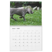 Calendrier Weimaraner (Mar 2027)