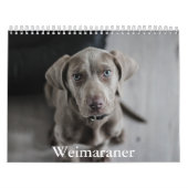 Calendrier Weimaraner Calendar (Protection)