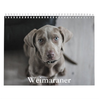 Calendrier Weimaraner Calendar