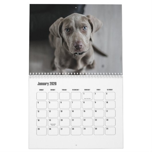 Calendrier Weimaraner Calendar (Jan 2026)