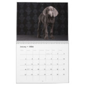 Calendrier Weimaraners (Jan 2026)