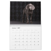 Calendrier Weimaraners (Jan 2027)