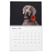 Calendrier Weimaraners (Feb 2027)