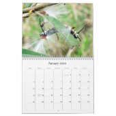 Calendrier What's Buggin' You - Insect Calendar - Edition 1 (Jan 2026)