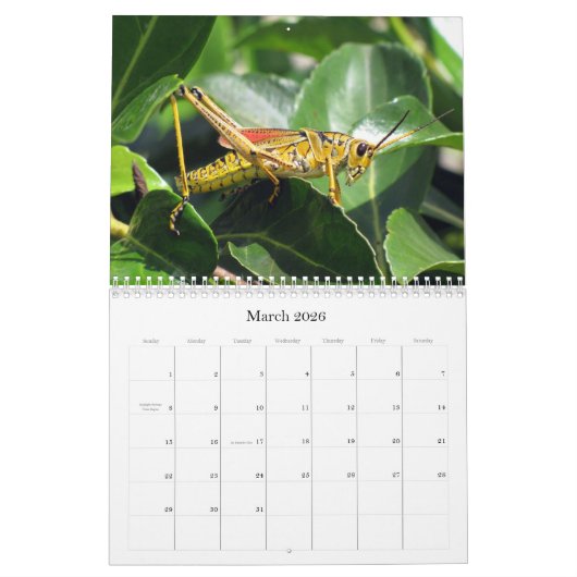 Calendrier What's Buggin' You - Insect Calendar - Edition 1 (Mar 2026)